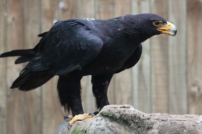 Verreaux's Eagle in Tanzania in Tanzania